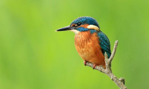 Kingfisher