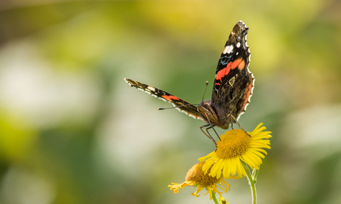 Red admiral