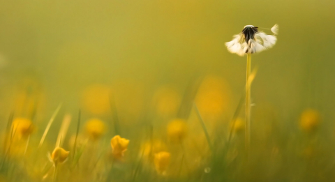 Blog: Wildlife Trusts Wales | The Wildlife Trust of South and West Wales