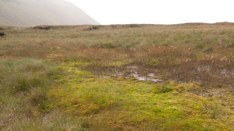 Blanket bog