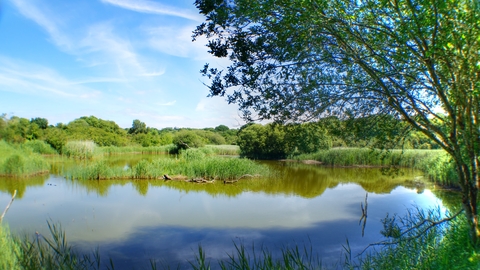 Teifi Marshes 