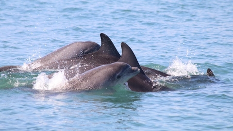 Bottlenose dolphins - Copyright Dr Sarah Perry 