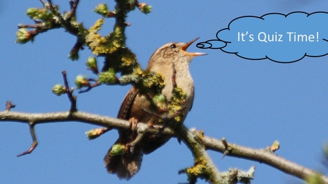 Wren in tree with speech bubble saying 'It's Quiz Time!'