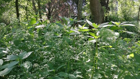 A picture of the Wild Gardens in Roath, a dense understorey with a canopy of trees above