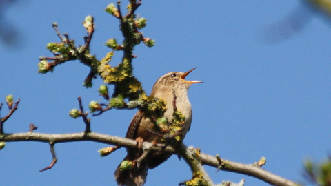 Wren singing in tree against a blue sky