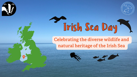Irish Sea Day