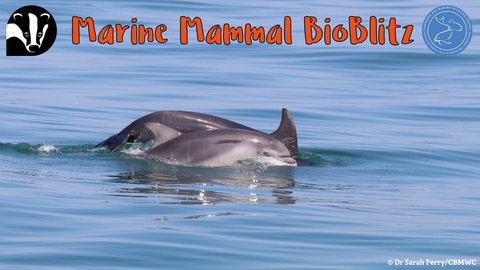 Marine Mammal BioBlitz
