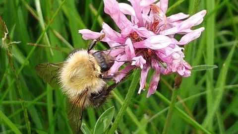 Common Carder Bee on Red Clover