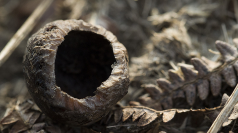 Nut nibbled by wood mouse on a bed of leaves