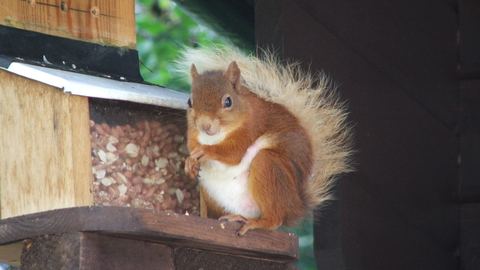 Red Squirrel by peanut feeder