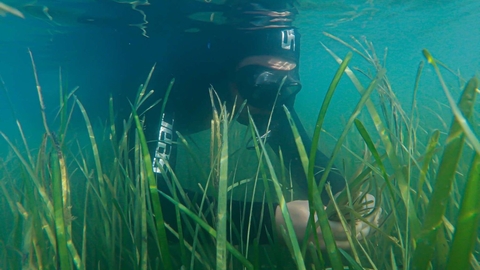 Dale Sea Grass Project diver amongst sea grass