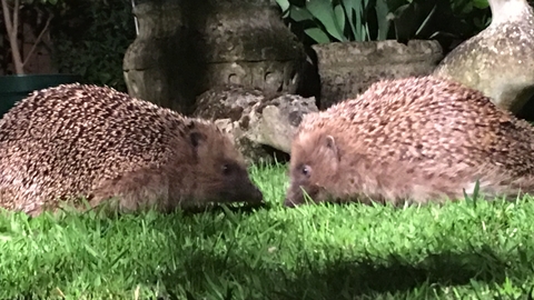 Two hedgehogs, nose to nose