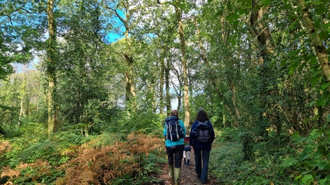 Gelli Hir woods in Autumn with a green tree canopy and path with two walkers