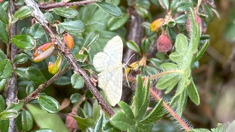 Image of pale moth with wings spread settled on plant foliage