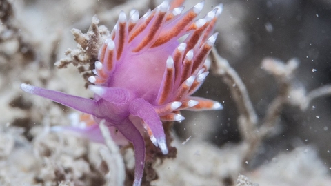 Violet Sea Slug