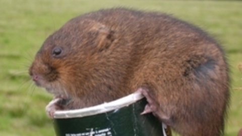 Water Vole