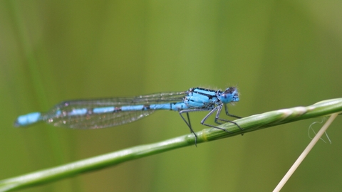 male common blue damselfly