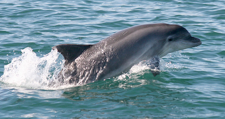 Bottlenose dolphin 