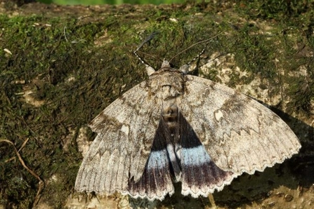 Clifden Nonpareil Moth