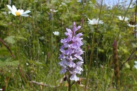 Shovel and Orchid