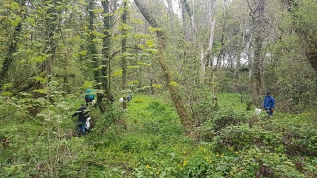 volunteers pulling Himalayan Balsam at Gelli-Hir