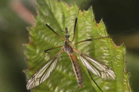 A cranefly, Tipula vernalis, resting on a jagged leaf. The cranefly has a yellowish body and bright green eyes