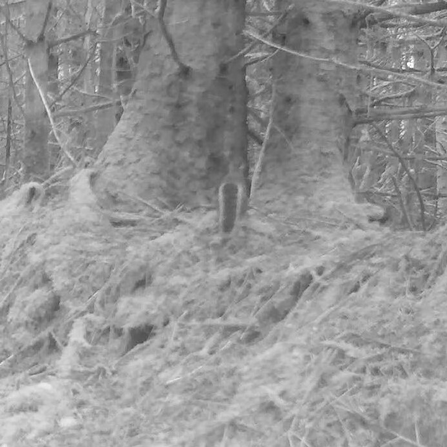 Black and white image of Grey squirrel from a camera trap. 