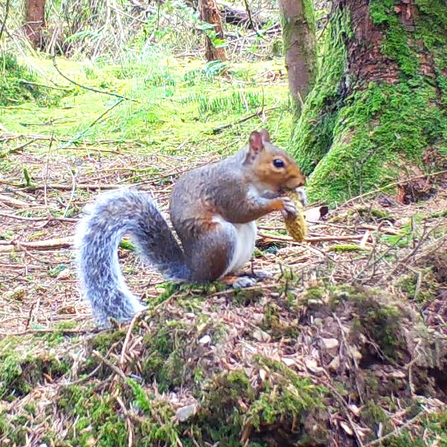 Grey squirrel on forest floor with a pine cone in it's mouth. 