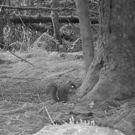 Black and white image of Grey squirrel from a camera trap. 