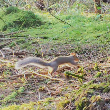 Grey squirrel on forest floor.