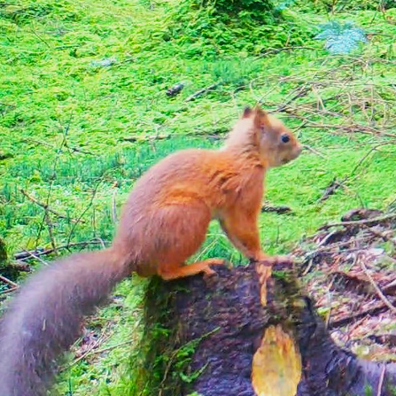 Red squirrel on log. 
