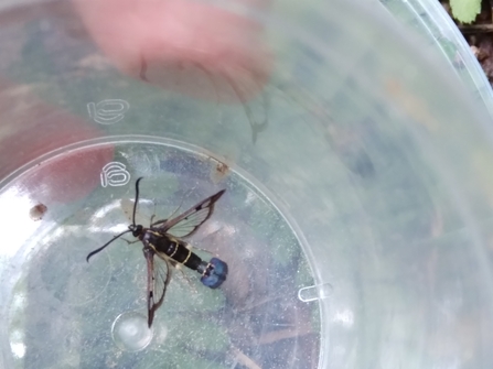 Clearingwing moth discovered at Glasbury Clearing Nature Reserve