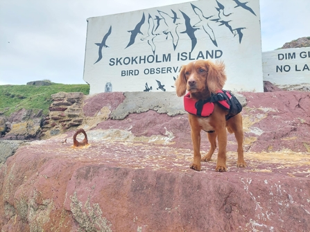  A cocker spaniel with a red life vest on standing in front of Skokholm Island Bird Observatory Sign. 