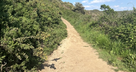 A gravel path through the reserve.