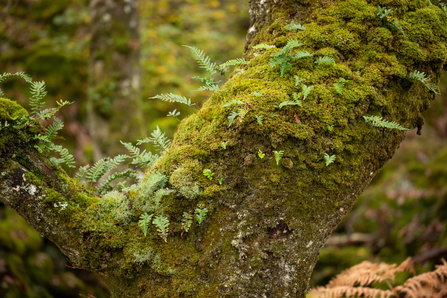 Polpody Ferns 