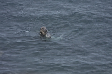 Cow and pup in North Haven