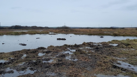 Dowrog Common Nature Reserve