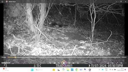 Polecat on trail camera