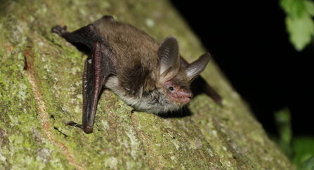 Bechstein's bat on a tree