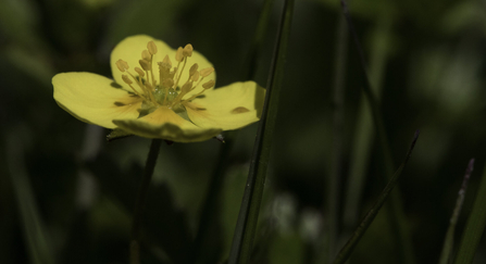 Tormentil flower in the sping sunshine