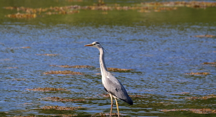 Heron