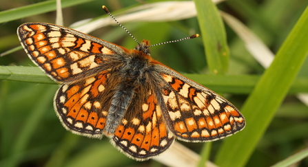 Marsh Fritillary