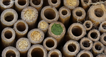 Bamboo bug hotel