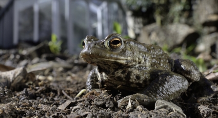 Toad in flower bed. 