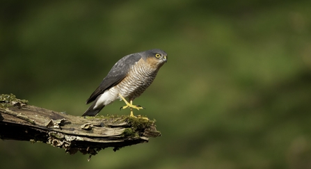 Sparrowhawk on tree branch