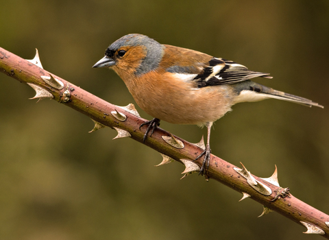 Chaffinch male