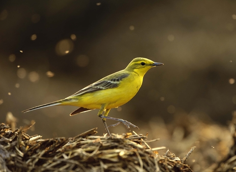 Yellow wagtail