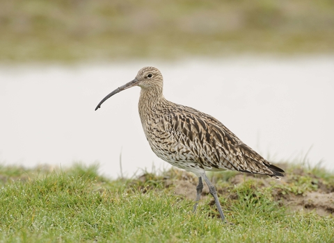 Curlew