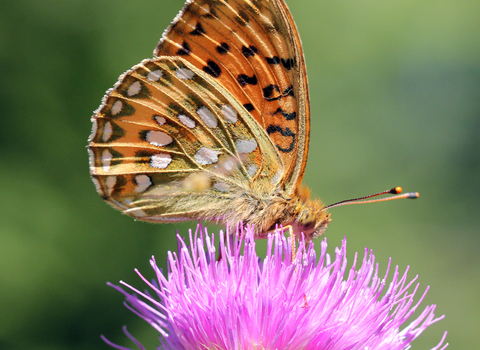 Dark Green Fritillary