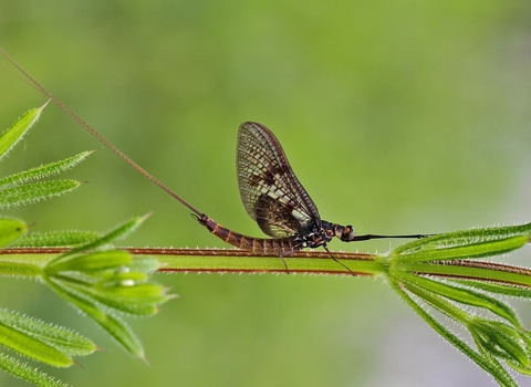 Common Mayfly